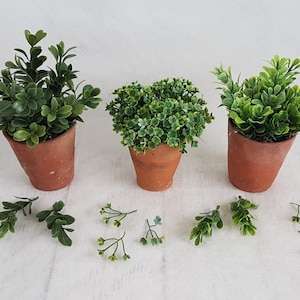 May include: Three small potted plants with green leaves in terracotta pots. The plants are arranged in a row on a white surface. There are also several small green sprigs scattered around the pots.