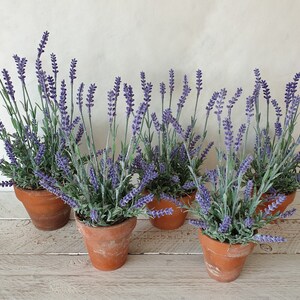 May include: A group of six potted lavender plants with purple flowers. The plants are in terracotta pots and are arranged in a row on a white wooden surface.