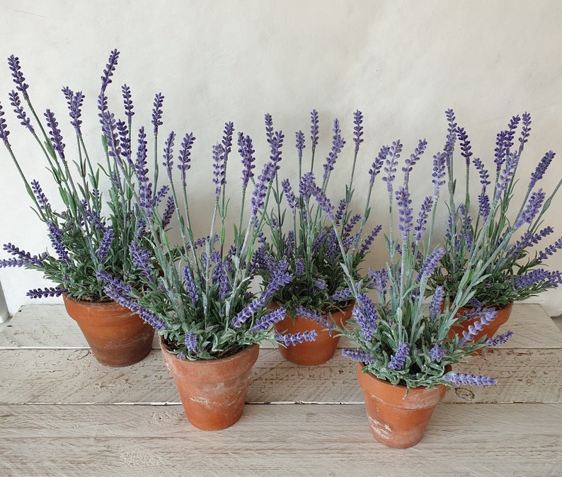 May include: A group of six potted lavender plants with purple flowers. The plants are in terracotta pots and are arranged in a row on a white wooden surface.