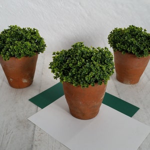 May include: Three small potted plants with green foliage in terracotta pots. The plants are arranged on a white surface with a green mat in the background.