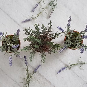 May include: Three potted plants on a white marble surface. Two of the plants are lavender and one is a green bush. The lavender plants are in brown pots with green moss.