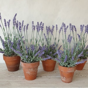 May include: A set of six potted lavender plants in terracotta pots. The lavender plants are of varying sizes and have purple flowers.