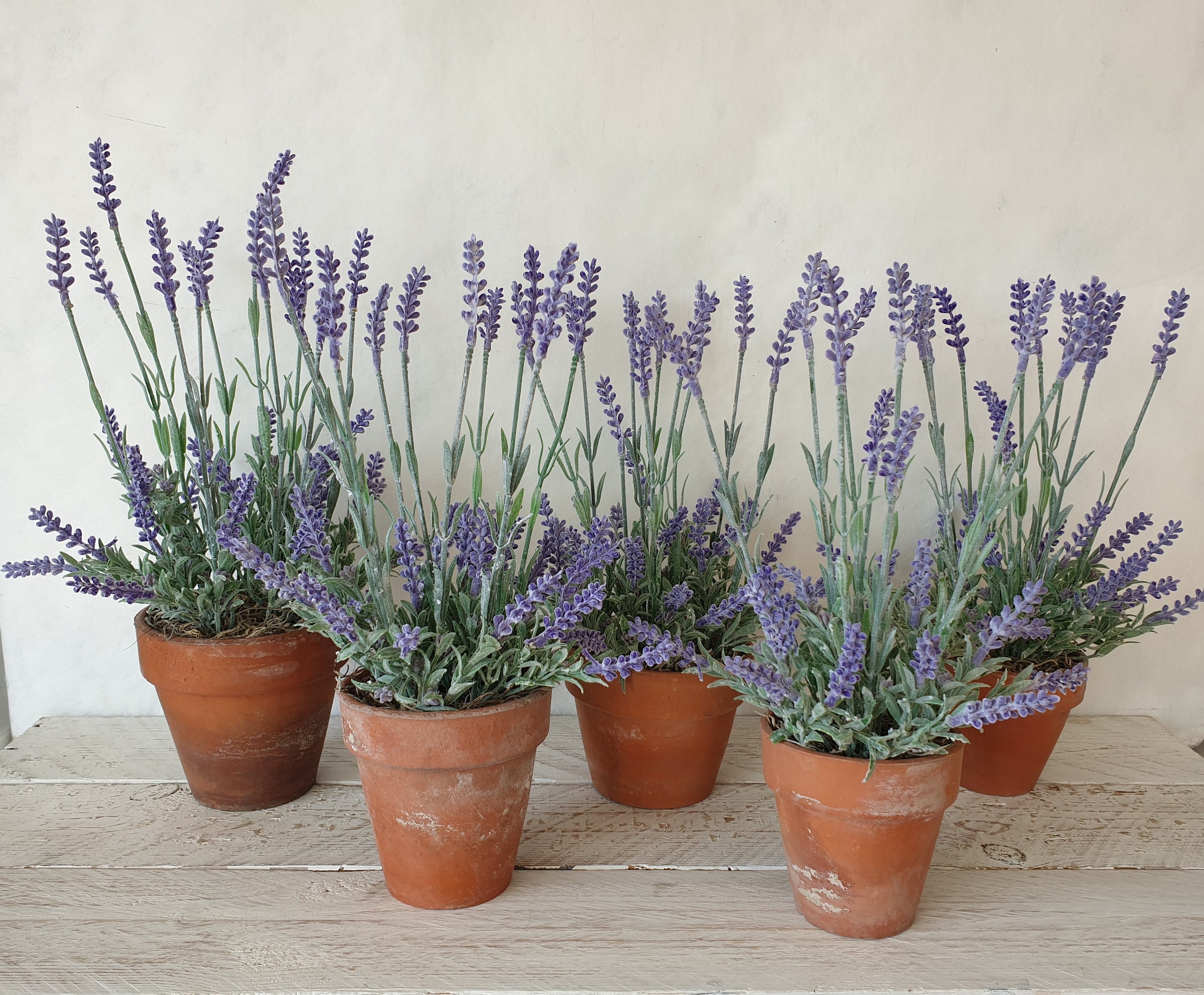 Artificial Lavender Plant in Genuine Vintage Terracotta Pot: Faux Purple  Plant, Indoor Dcor - Etsy