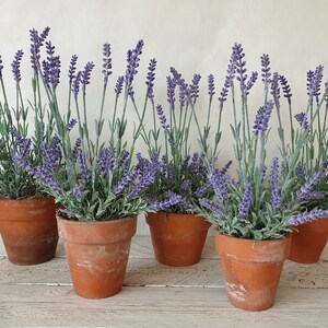 May include: Six terracotta pots filled with lavender plants. The pots are arranged in a row on a white wooden surface.