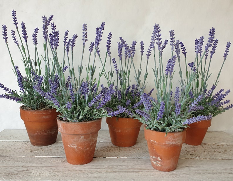May include: Six terracotta pots filled with lavender plants. The pots are arranged in a row on a white wooden surface.