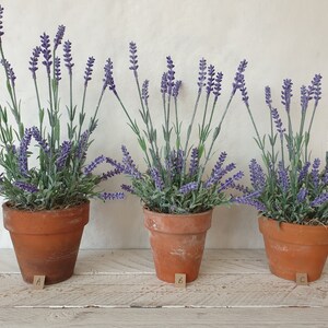 May include: Three terracotta pots with lavender plants. The pots are labelled A, B, and C.