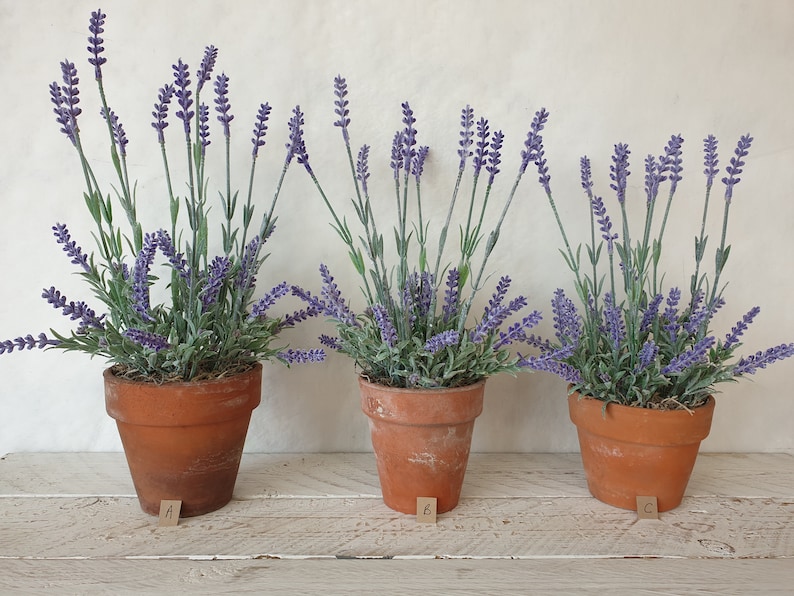 May include: Three terracotta pots with lavender plants. The pots are labelled A, B, and C.