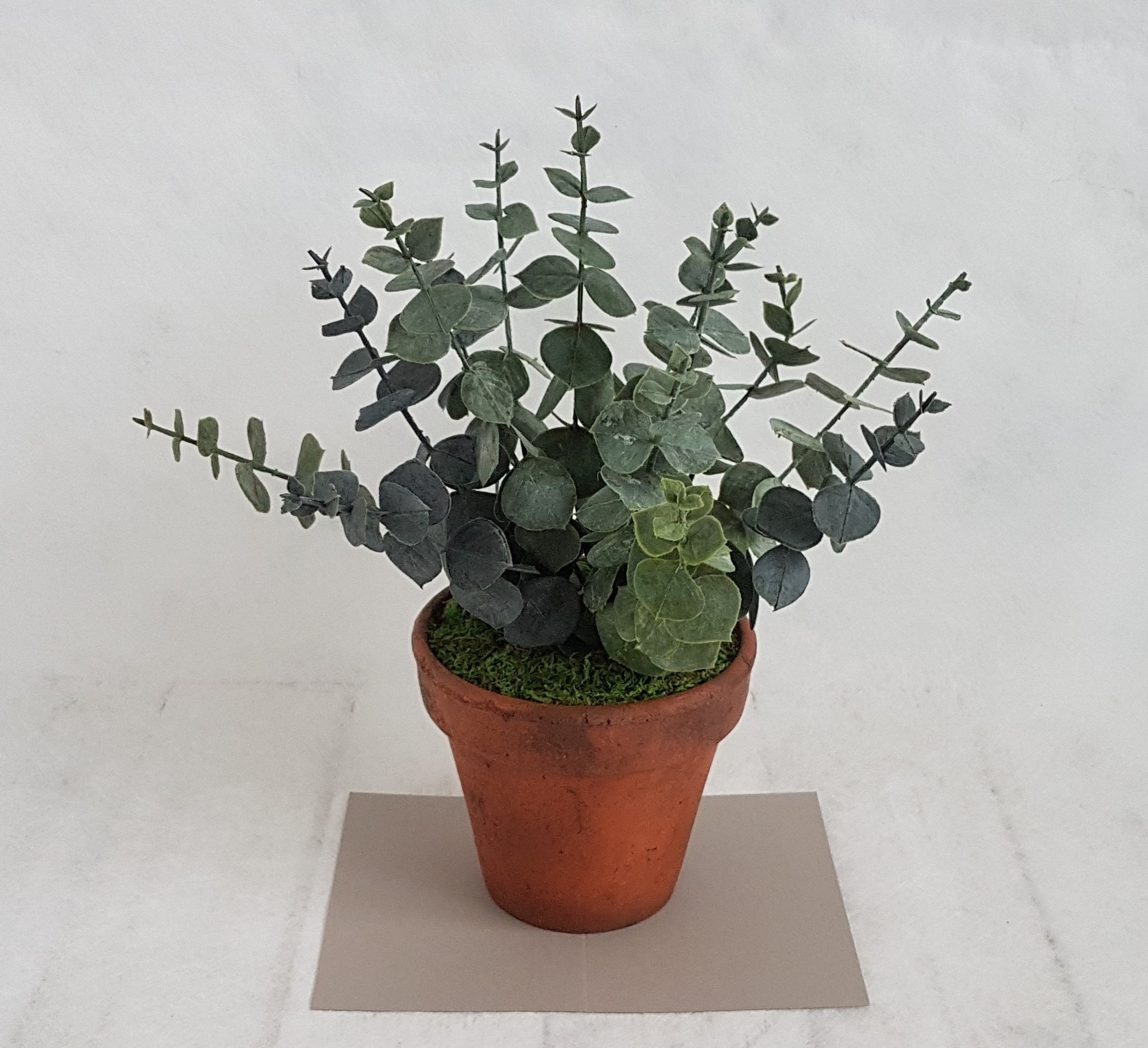 Artificial Eucalyptus Plant in Vintage Terracotta Pot: Faux Green Indoor  Plant - Etsy