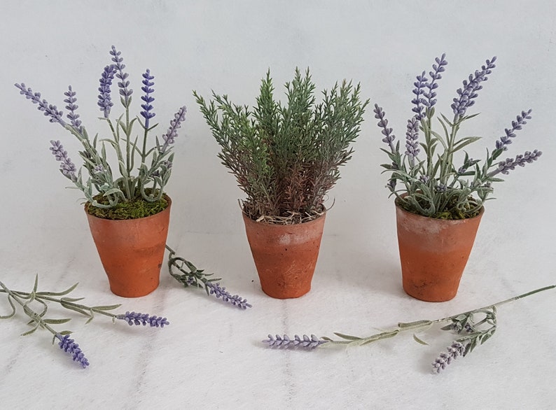 May include: Three small terracotta pots with plants. Two pots contain lavender plants with purple flowers and green leaves. The third pot contains a green leafy plant.
