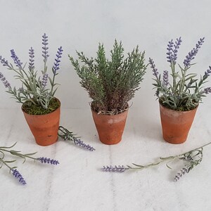 May include: Three small potted plants, two with lavender flowers and one with green foliage. The pots are terracotta and have a rustic look.