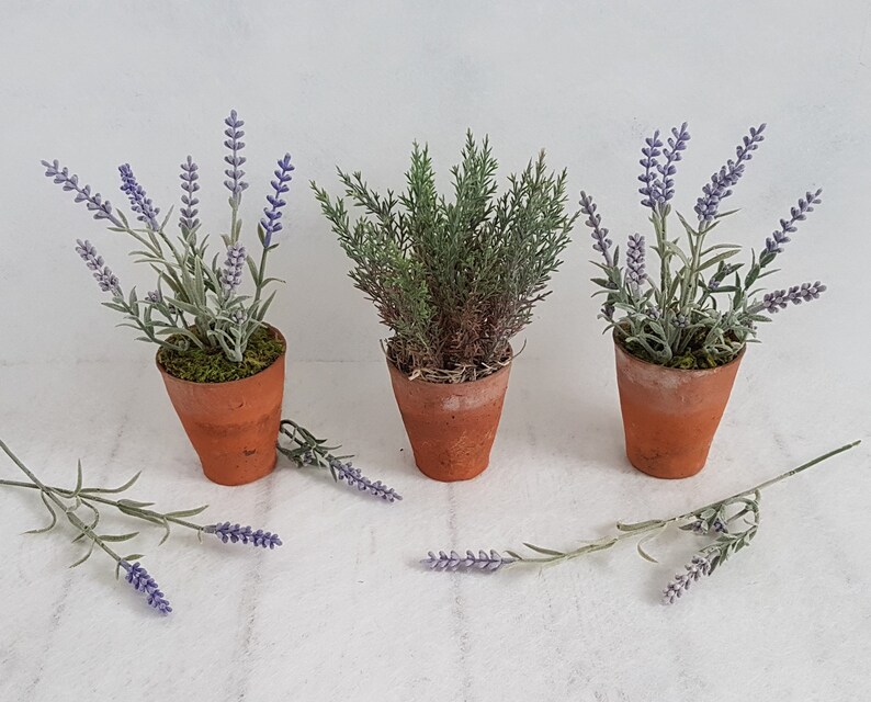 May include: Three small potted plants, two with lavender flowers and one with green foliage. The pots are terracotta and have a rustic look.