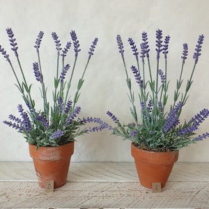 May include: Two potted lavender plants in terracotta pots. The plants are in full bloom with purple flowers. The pots are labelled with the letters "D" and "E".