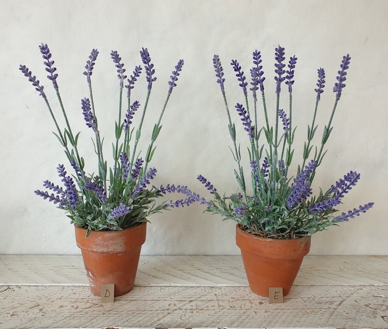 May include: Two potted lavender plants in terracotta pots. The plants are in full bloom with purple flowers. The pots are labelled with the letters "D" and "E".