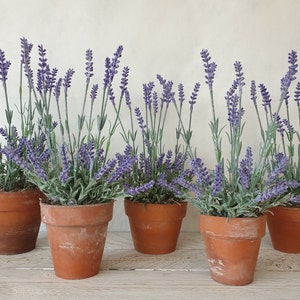 May include: Six terracotta pots filled with lavender plants. The pots are arranged in a row on a white wooden surface.