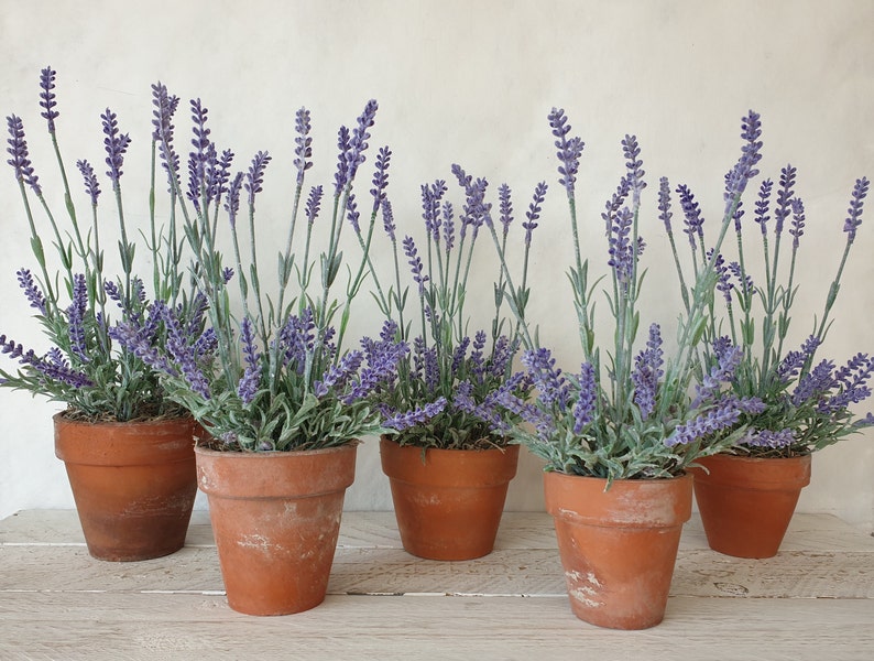 May include: Six terracotta pots filled with lavender plants. The pots are arranged in a row on a white wooden surface.