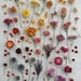 Annie Thompson