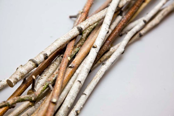 30 Birch Sticks Inches Long White Birch Branches Birch Wood Etsy