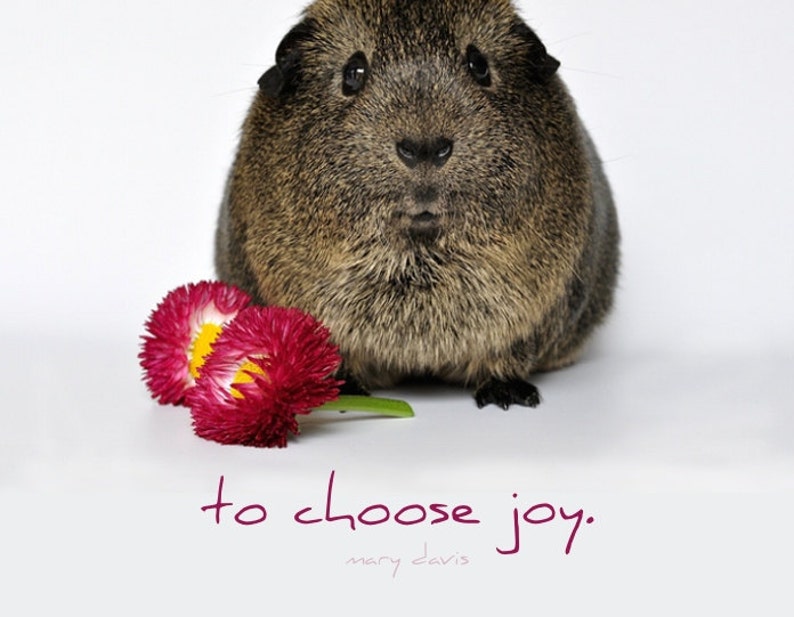 Choose Joy Card Every Day Spirit Friend Encouragement Card Funny Card Animal Card 5x7