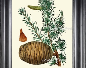 Botanical Art Print R332 Beautiful Antique Large Pinecone Pinetree Tree Forest Green Nature Home Room Wall Decor to Frame Char Decoration
