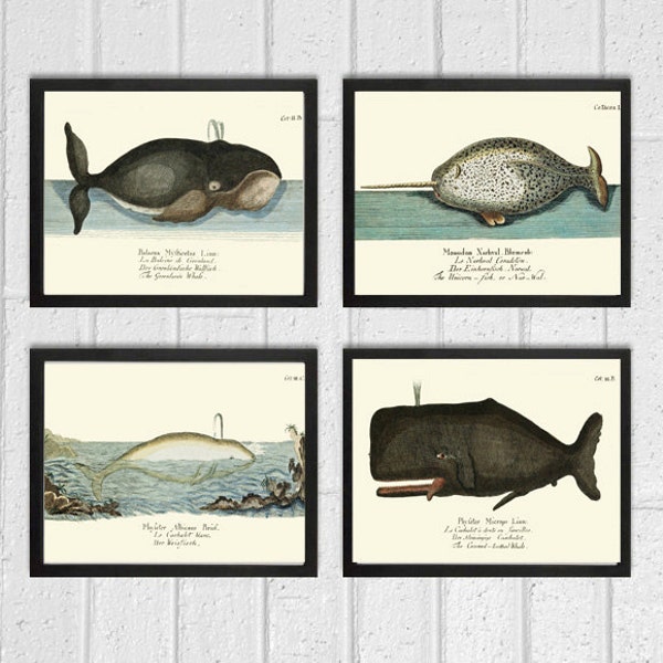 Whale Art Print Set of 4 Antique Beautiful Ocean Sea Marine Nature Natural Science Book Plate Chart Bathroom Office Home Wall Decor to Frame