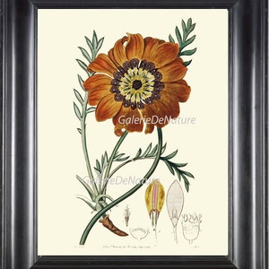 Botanische PRINT Art ED12 schöne Gazanien Afrikanisch Daisy Blume Pflanze Antique Frühling Sommergarten Diagramm Samen Blütenblätter Dekoration zum Frame