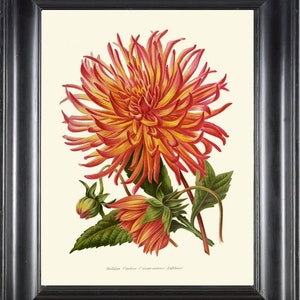 Dália Botânica Impressão Arte de Parede IH705 Linda Antiga Colorida Vermelho Laranja Amarelo Verde Planta Primavera Verão Natureza Decoração de Casa para Moldura