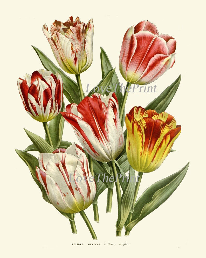 Tulip Flowers Wall Art Print Set of 4 Antique Watercolor | Etsy