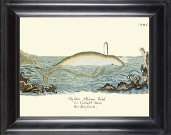 Whale Art Print 9 4x6 5x7 8x10 11x14 Beautiful Large White Antique Ocean Nature Book Plate Boy Room Playrooom Home Room Wall Decor GNT