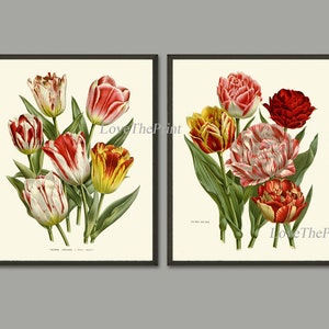Tulip Prints Botanical Wall Art set of 2 Flowers Beautiful Red White Yellow Spring Summer Garden Home Room Decor Wall Art Unframed HOU
