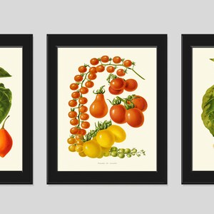 Tomato Print Set of 3 Beautiful Antique Vintage Red Yellow Green Colorful Vegetables Heirloom Garden Nature Illustration Home Wall Decor IH image 2