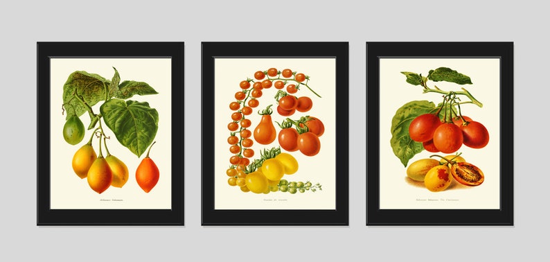 Tomato Print Set of 3 Beautiful Antique Vintage Red Yellow Green Colorful Vegetables Heirloom Garden Nature Illustration Home Wall Decor IH image 2