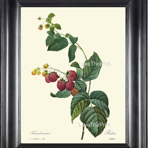 Fruit Berry Print R4 Wall Art Beautiful Red Yellow Raspberries Spring Summer Garden Nature Antique Illustration Home Room Decor to Frame