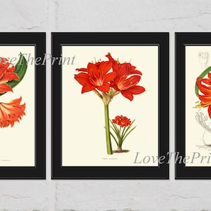 Amaryllis Print Wall Art Set of 3 Beautiful Antique Illustration Red Flowers Tropical Garden Nature Chart Watercolor Home Decor to Frame IH