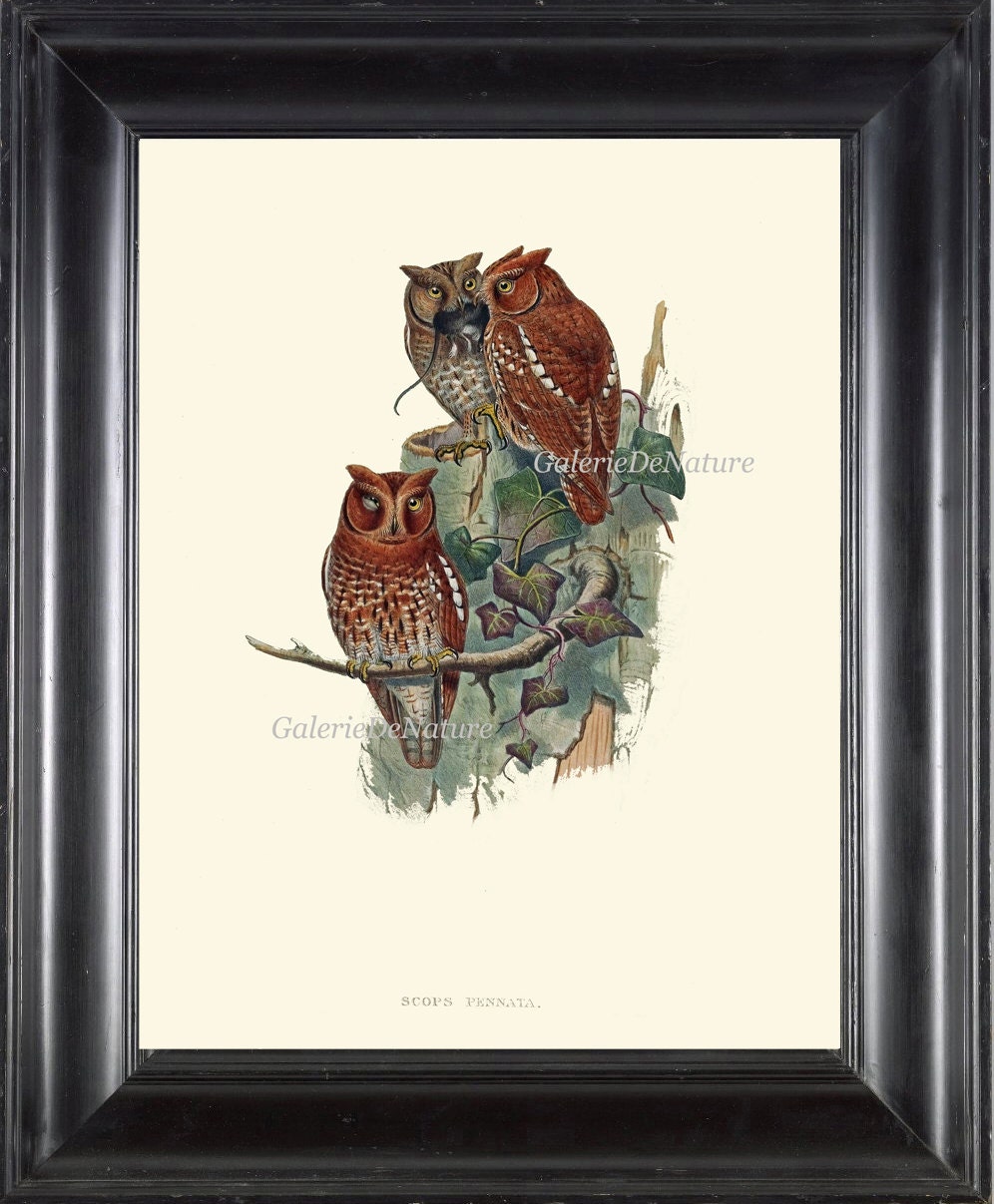 Antique Owl Print Wall Art 1 Beautiful Green Tree Leaf Branch Forest Nature Home Log Cabin Hunting B