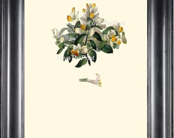 Arte Botánico CL5 impresión 4 x 6 5 x 7 8 x 10 11 x 14 flores pequeñas fondo marfil antiguo cuadro imagen placa para decoración de la pared de casa de marco