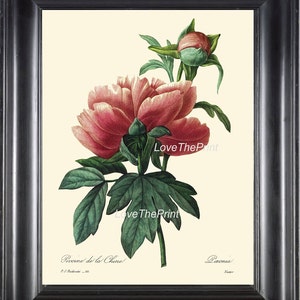 Botanical Print R26 Wall Art Beautiful Large Pink Red Peony Spring Summer Garden Nature Antique Home Interior Design Wall Decor to Frame