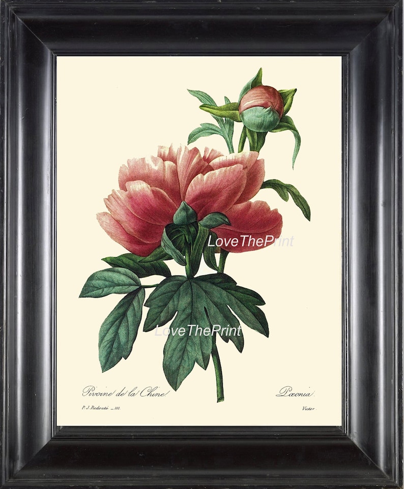 Botanical Print R26 Wall Art Beautiful Large Pink Red Peony Spring ...