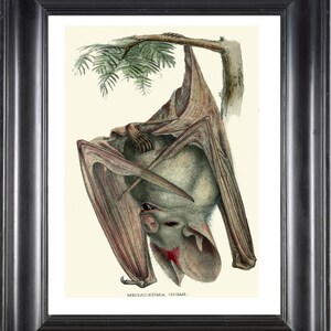 Fledermaus Art Antique Illustration Poster Zeichnung Zoologie Hängen auf einem Baum Branch Fledermäuse Home Schulzimmer Dekor zum Rahmen