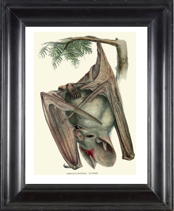 Bat In Tree Drawing Bat Hanging From Tree Drawing