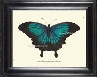 Butterfly Art Print 152 Beautiful Antique Vintage Wall Art Large Garden Spring Summer Colored Colorful Picture Illustration Home Decor