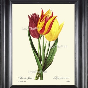 Botanical Print R14 Wall Art Beautiful Red Yellow Tulip Large Flower Colorful Digital Plant Nature Illustration Room Wall Antique Decor