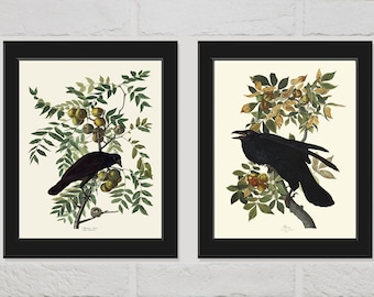 Audubon Crow and Raven Birds Print Set of 2 Beautiful Antique Vintage Black Bird Illustration Picture Drawing Home Room Wall Decor to Frame