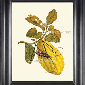 Lemon Print SIB27 Beautiful Antique Botanical Illustration Colorful Large Yellow Fruit Insect Tropical Kitchen Home Wall Decor to Frame