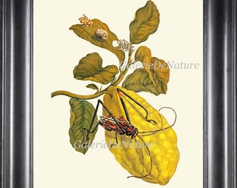 Lemon Print SIB27 Beautiful Antique Botanical Illustration Colorful Large Yellow Fruit Insect Tropical Kitchen Home Wall Decor to Frame