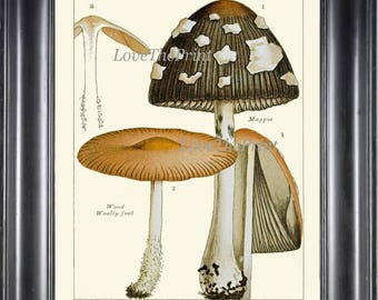 Mushroom Art Print 14 Beautiful Antique Beige White Brown Mushrooms Chart Garden Nature Botanical Home Room Wall Decor Decoration to Frame