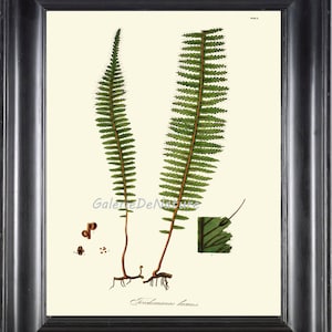 Helecho botánico imprime HW 68 arte 4 x 6 5 x 7 8 x 10 11x14 hermosa grande antiguo helecho planta Vintage carta Casa Decor ilustración marco decoración