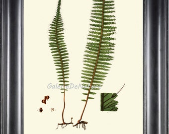 以下が含まれることがあります： 緑の葉と茶色の茎を持つシダ、Trichomanes crenatumのヴィンテージな植物学イラスト。イラストは白い背景にあり、シダの名前が下に書かれています。