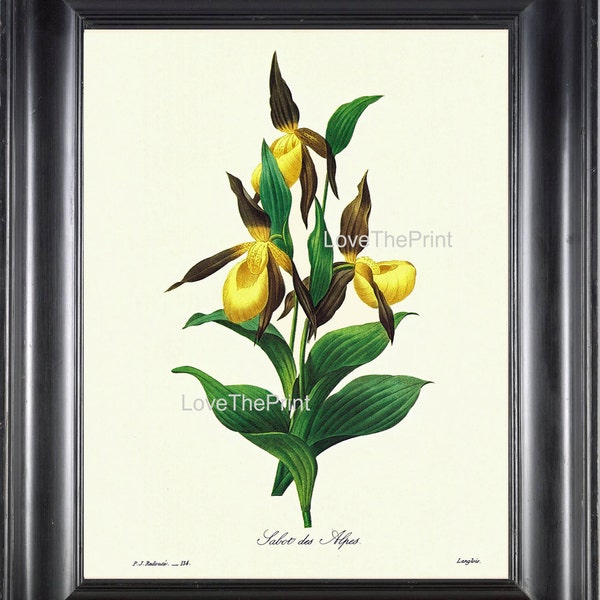 Botanical Print R48 Wall Art Large Beautiful Yellow Ladies Slipper Flower Antique Wildflower Garden Nature Home Room Wall Picture to Frame