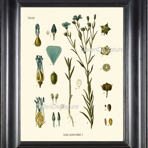 Botanical Print 20 Art Kohler 4x6 5x7 8x10 11x14 Beautiful Blue Flowers Chart Petals Antique Illustration Home Room Wall Decor to Frame