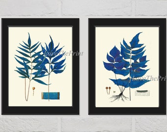 Blue Fern Wall Art Print Set of 2 Beautiful Antique Vintage Ferns Illustration Picture Drawing Chart Poster Home Room Wall Decor to Frame HW